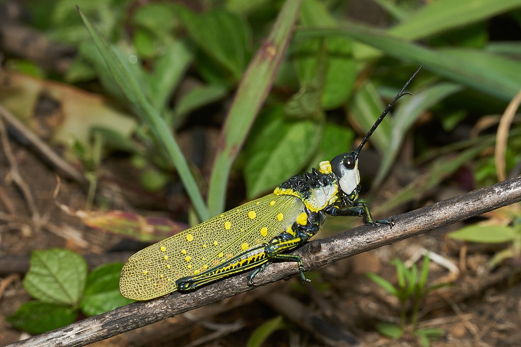 Aularches miliaris, Coffee locust