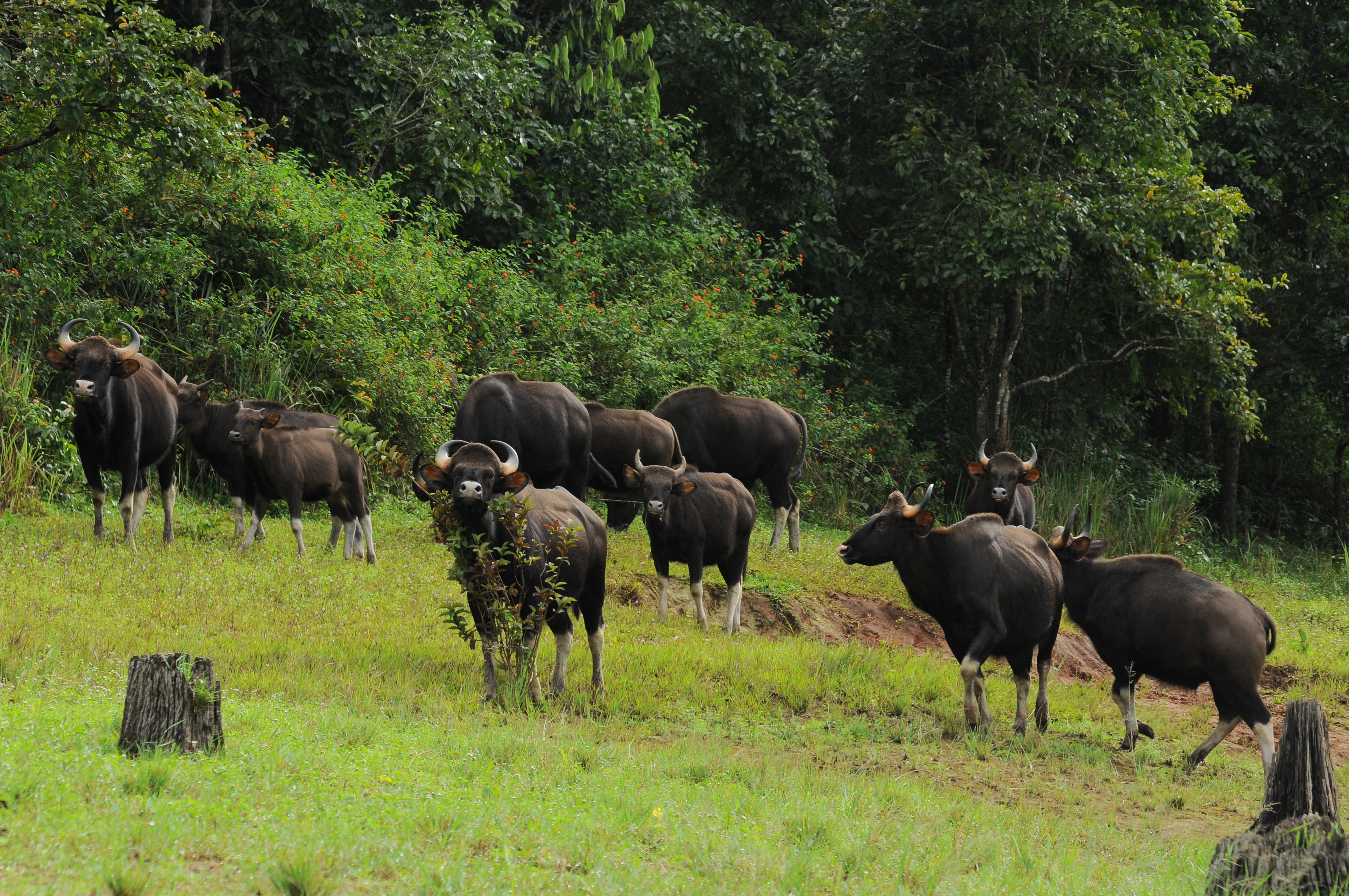 Indian gaur (bison) at Periyar Tiger Reserve near a forest clearing, the same reserve system surrounding Sabarimala