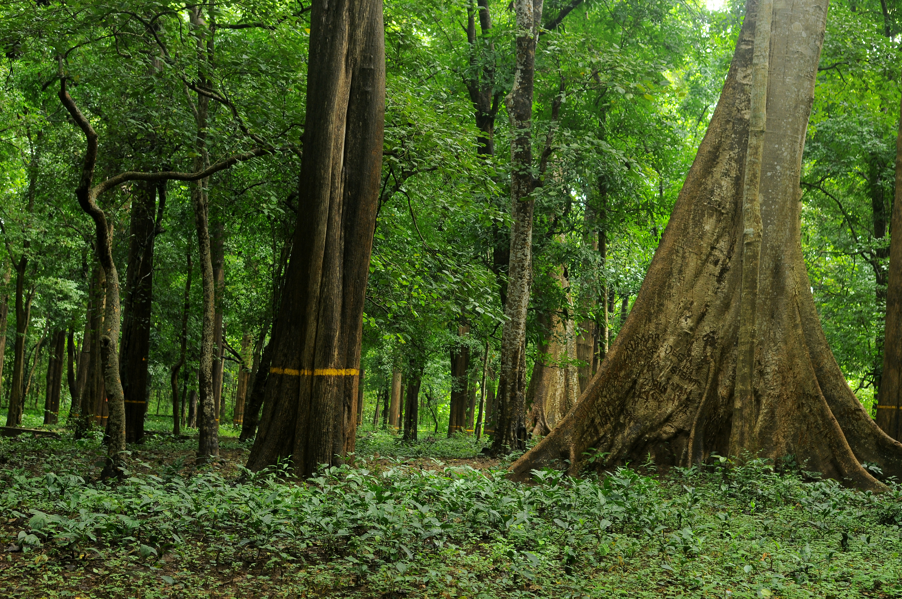 Dense teak forest at Cannoli Plot in Kerala