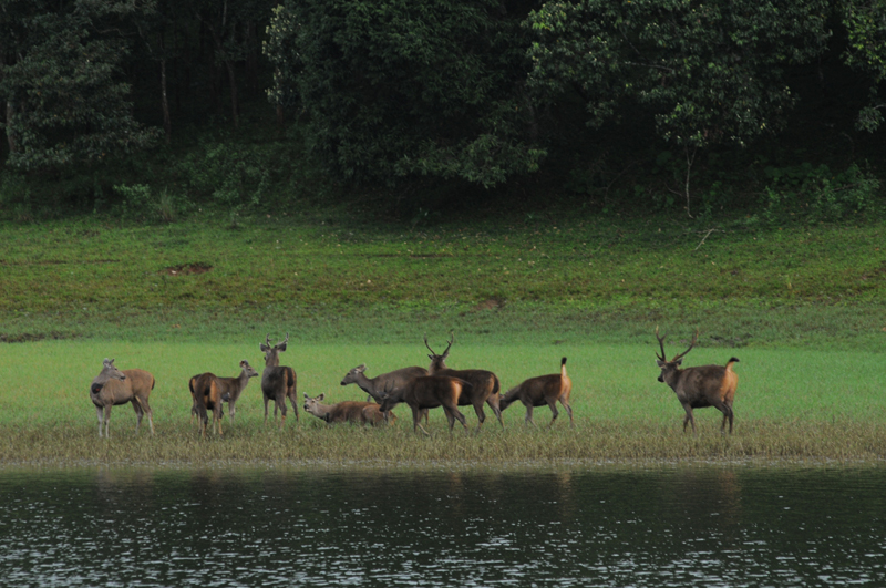 Deer grazing in a forest clearing at Periyar Tiger Reserve, Thekkady, Kerala