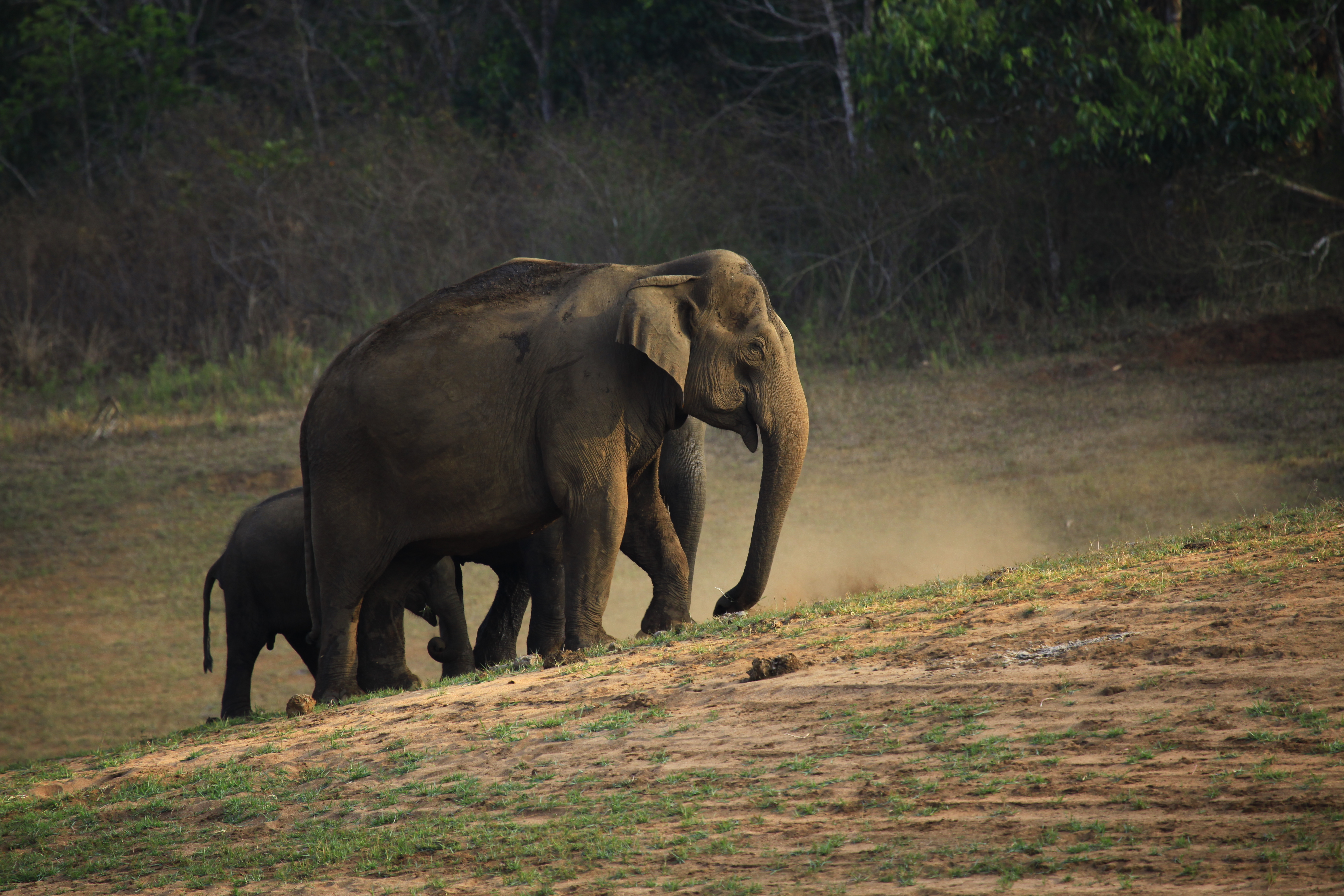 Wild Asian elephant herd at Periyar Tiger Reserve, Kerala