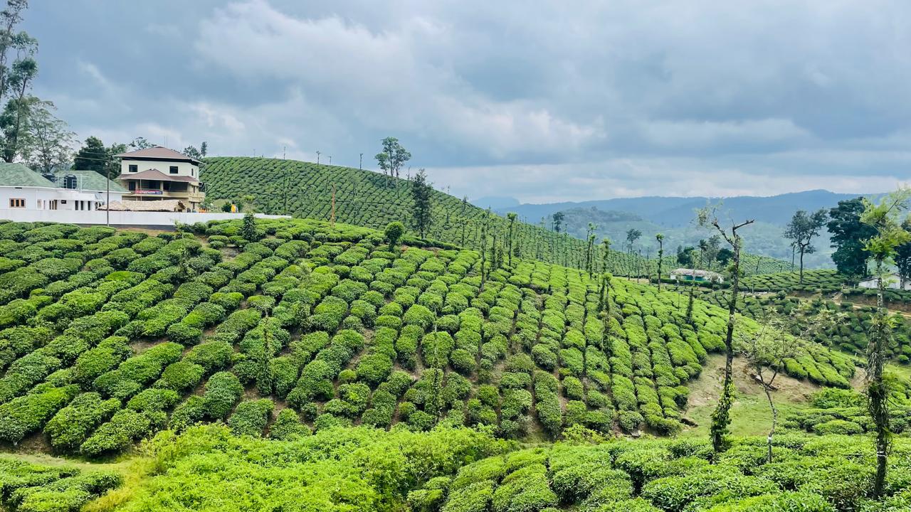 Misty hills of Munnar