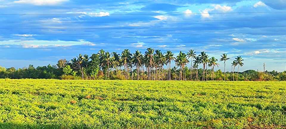 Flocks of migratory birds at Kattampally bird watching area, Kerala