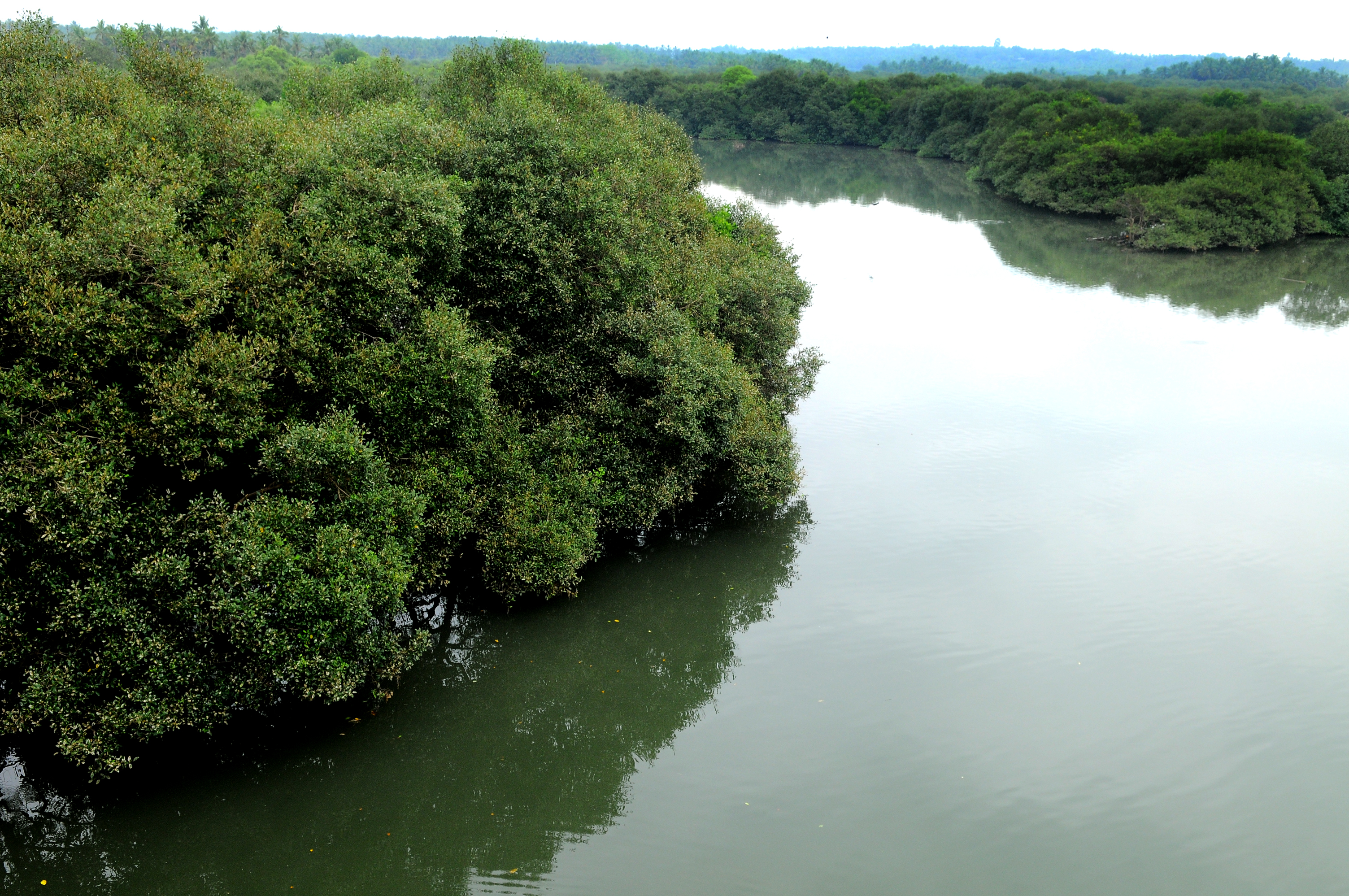 Scenic view of the Mangrove Forest in Kannur, Kerala
