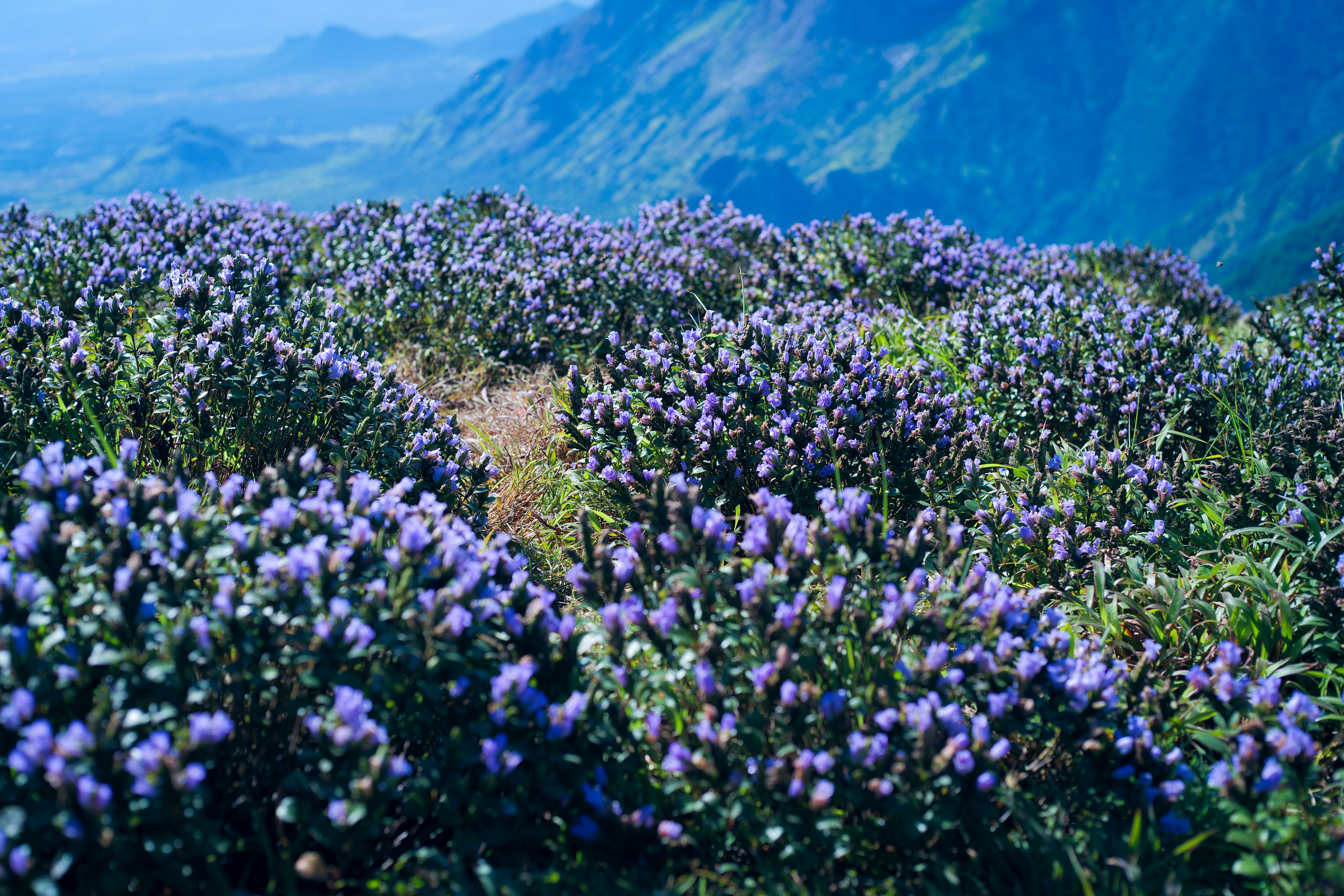 Neelakurinji Flowers at Munnar