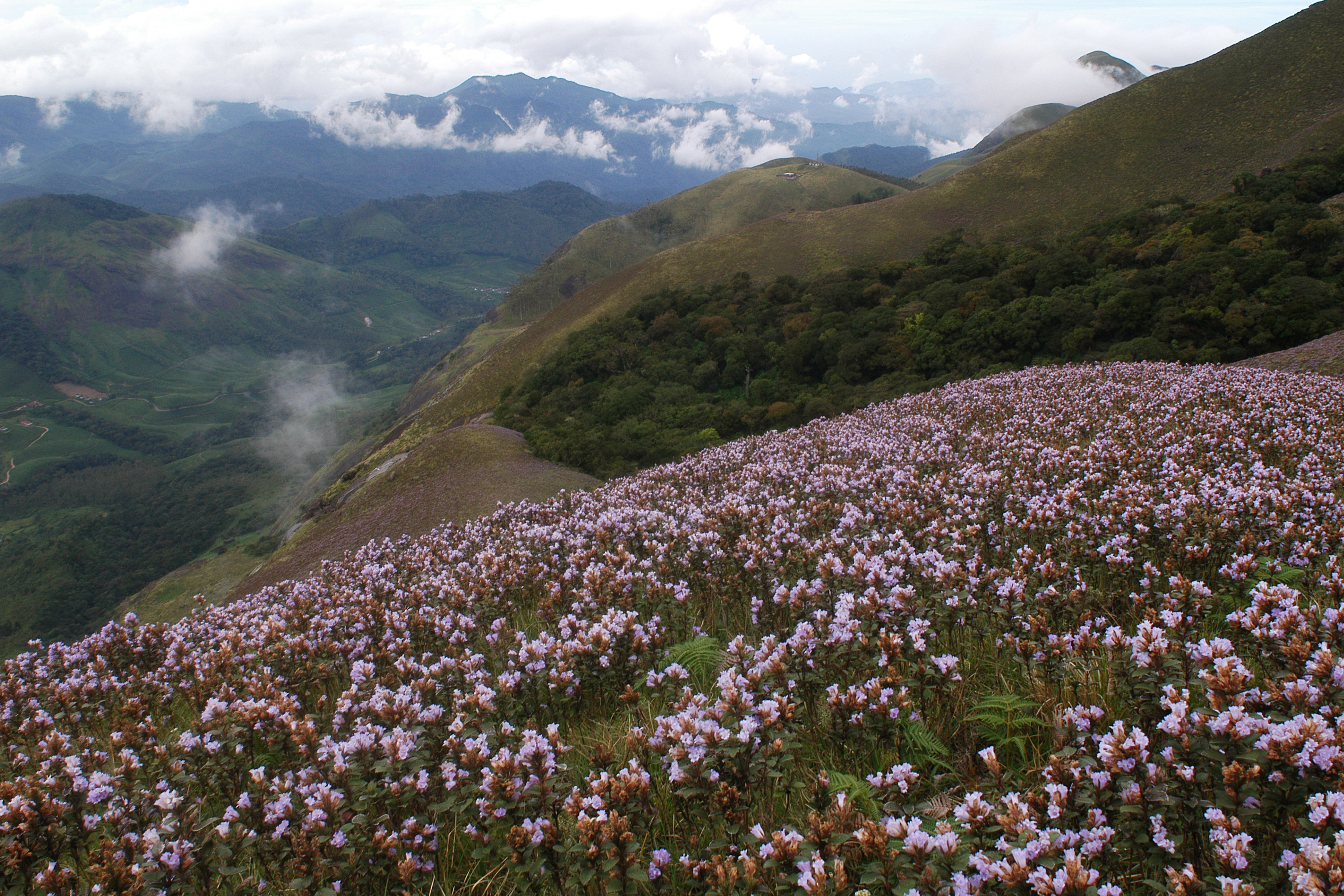 Neelakurinji Flowers Bloom in Munnar