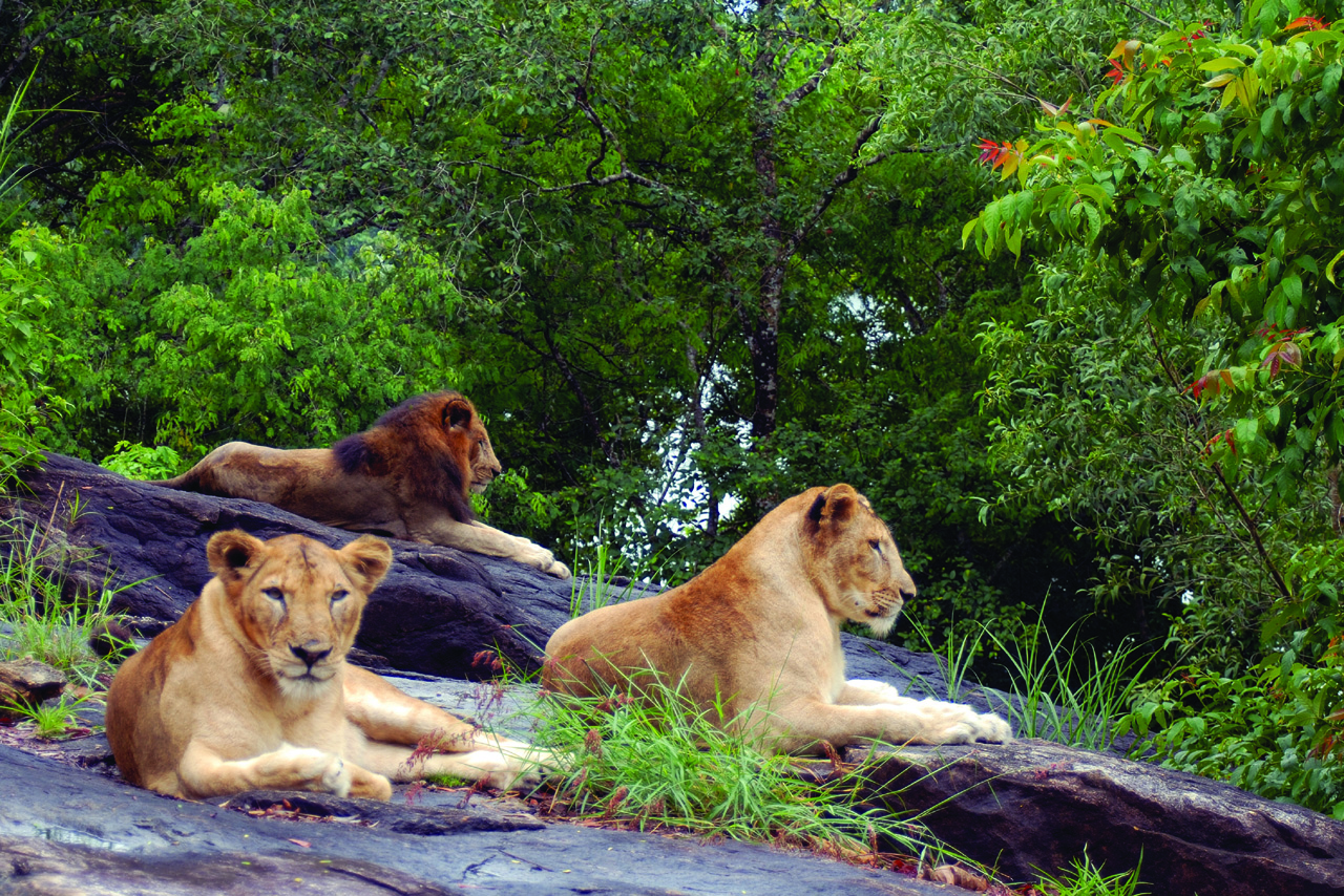 Lion Safari at Neyyar Safari Park surrounded by dense greenery