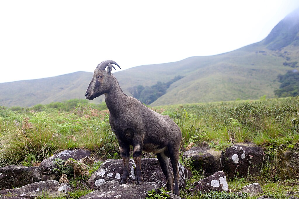 Nilgiri Tahr