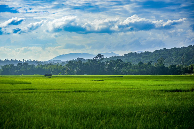 Paddy fields in Wayanad Kerala — below-sea-level farming wetlands and Kuttanad rice bowl