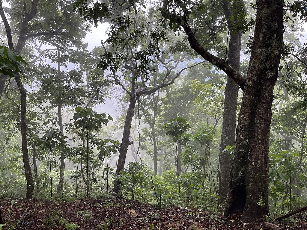 Sabarimala forest landscape