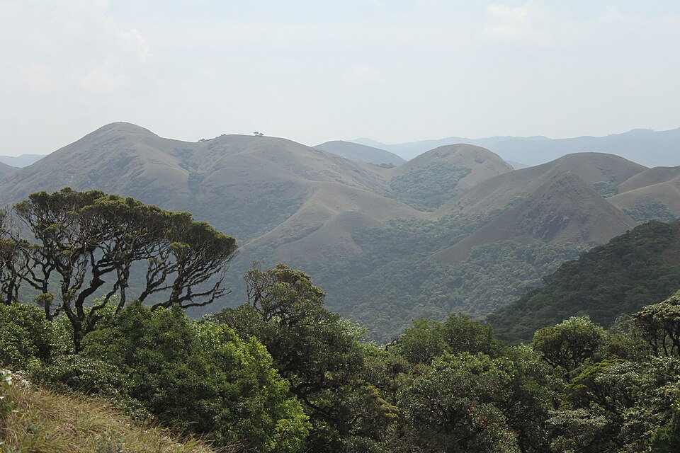 Undisturbed tropical rainforest canopy at Silent Valley National Park, Palakkad, Kerala