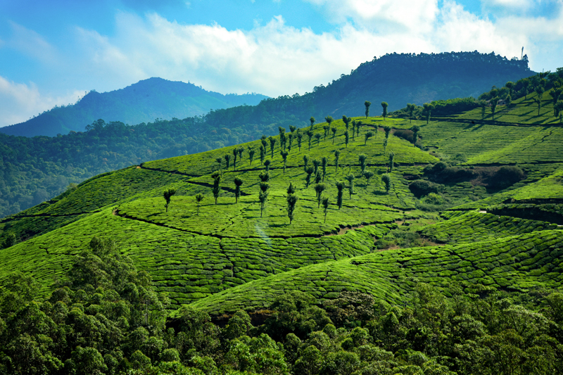 Tea plantation in Munnar Kerala — rolling hills of spice highlands Western Ghats