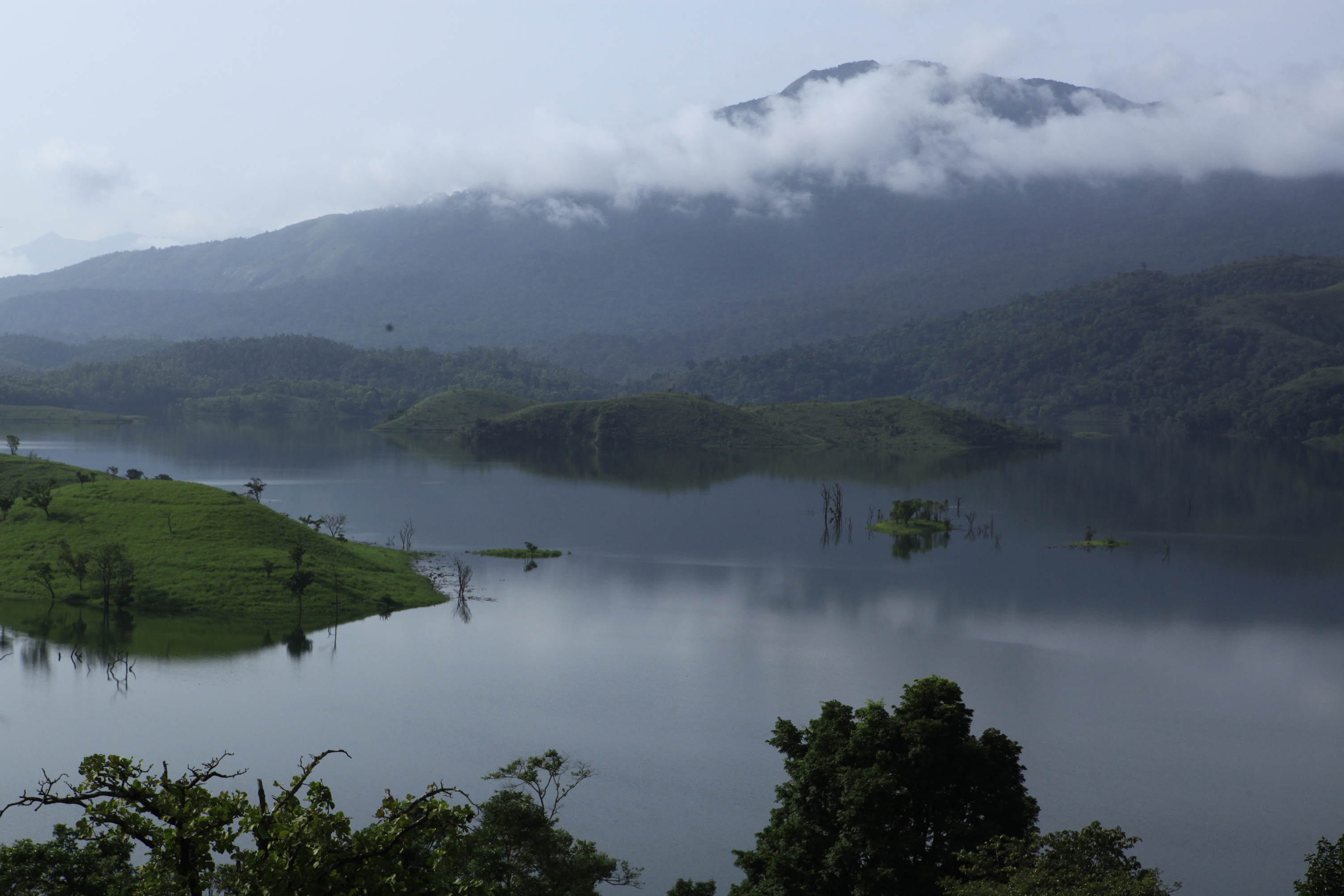 Lush green paddy field in Wayanad with misty blue hills, Kerala